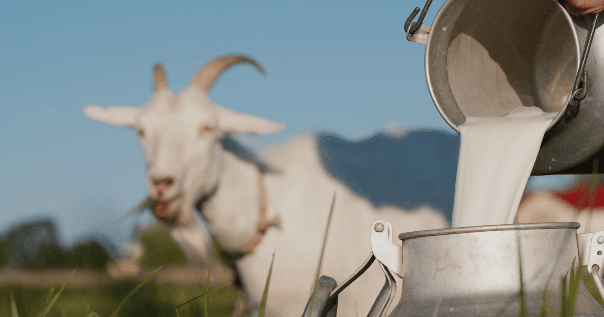 Une personne versant du lait dans un pichet tout en tenant le shampoing Le somptueux solide au lait de chèvre à base de lait de chèvre.