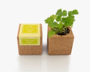 0000672_grow-cube-coentros_653