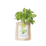 Le Grow Bag personnalisable contenant un plant de basilic.