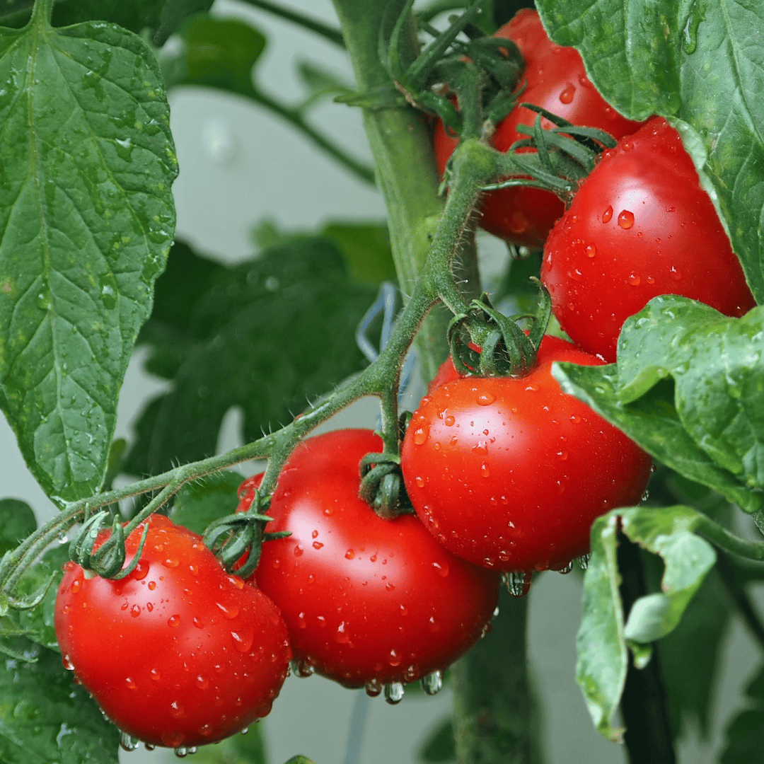 Jus de Tomates d'Ille-Sur-Têt - BIO - 25cl poussant sur une plante avec des gouttelettes d'eau en Ille-Sur-Têt.