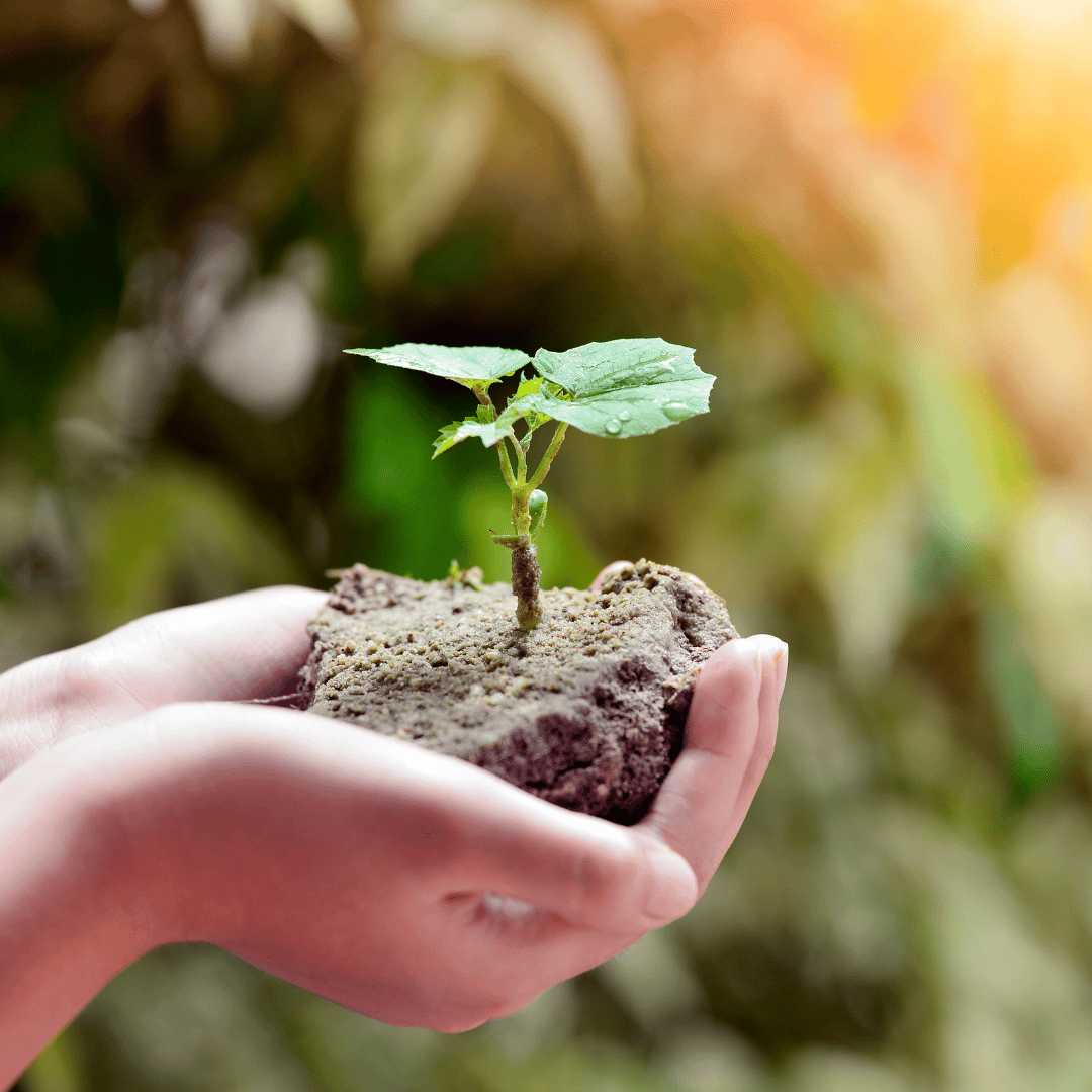 une main tenant une plante remplie de terre