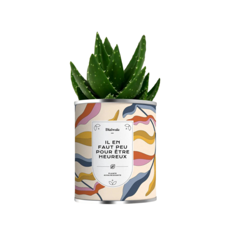 Plante d'Intérieur Déjà Poussée - Design