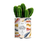 plante déjà poussée maxi cactus