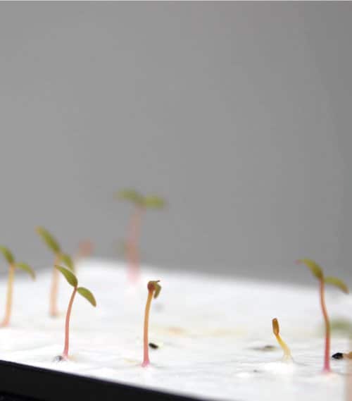 Cahier écologique à planteur de semis poussant sur une surface blanche.