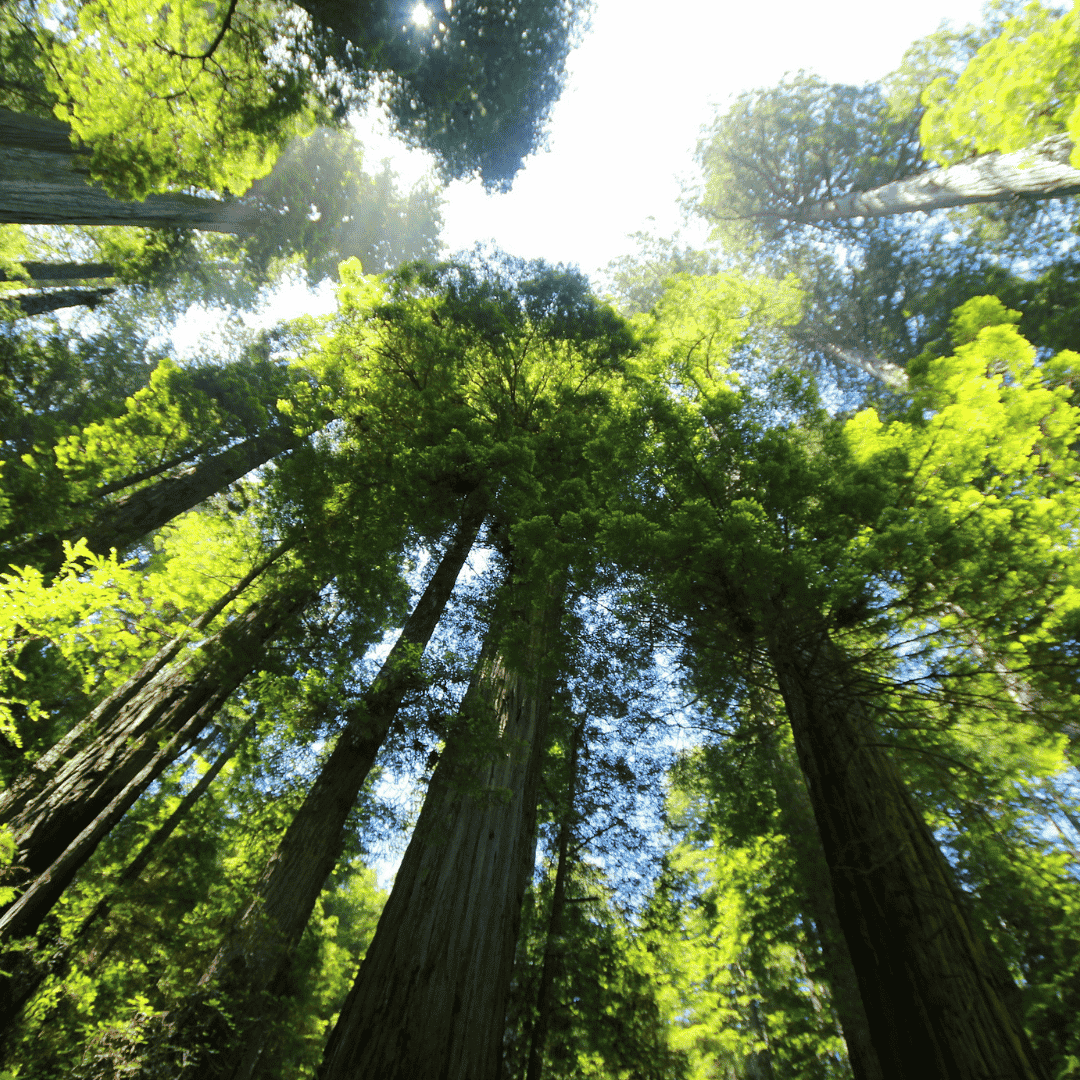 Visite personnalisée du Super Crayon personnalisable des majestueux séquoias de San Francisco, Californie.