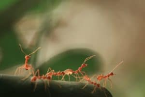 4 fourmis sur une branche