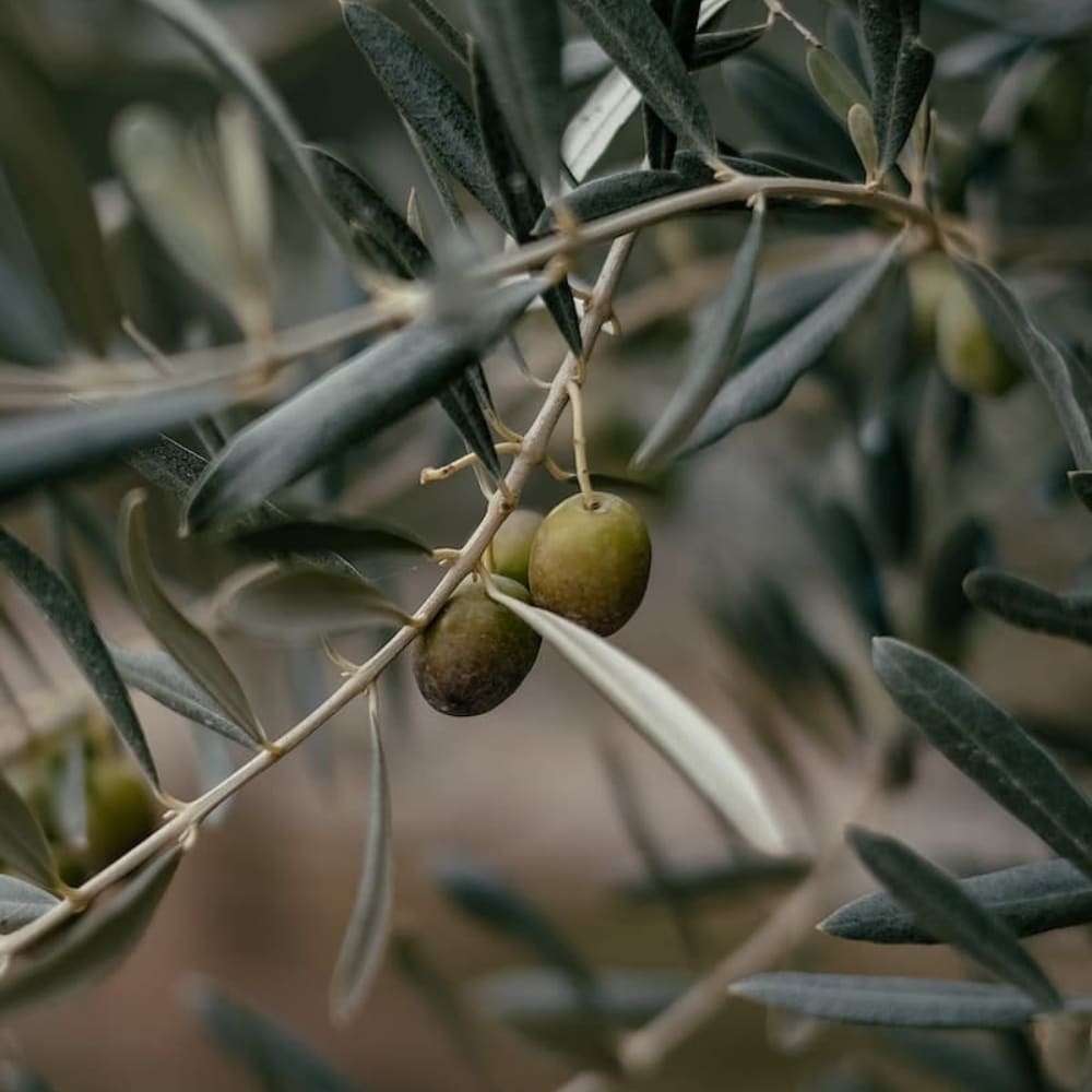 Savon de Marseille Olive sur branche et feuilles vertes, parfait pour les plats salés.