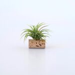 air plant dans bouchon de liège