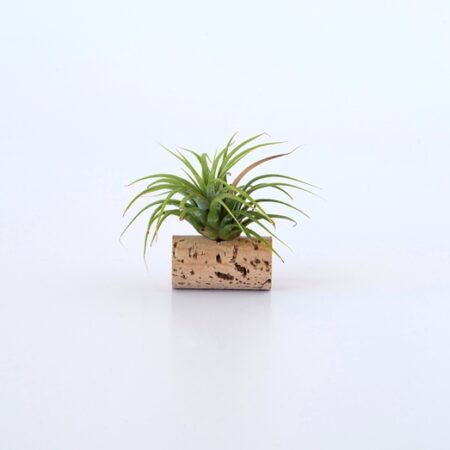air plant dans bouchon de liège