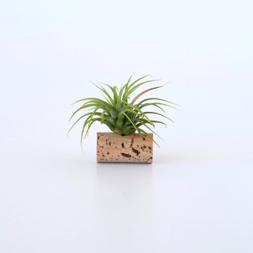 Airplant personnalisable