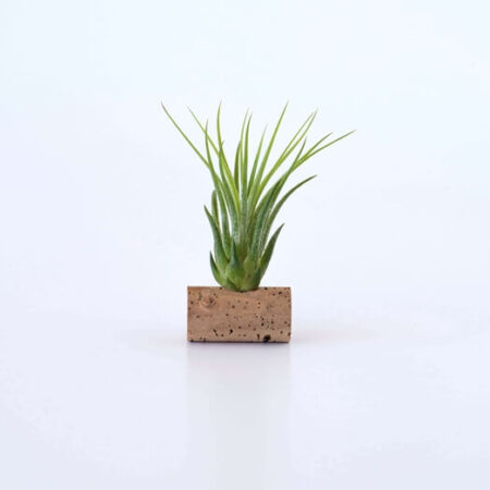 plante aérienne dans un bouchon de liège