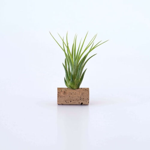 Airplant personnalisable – vue 2