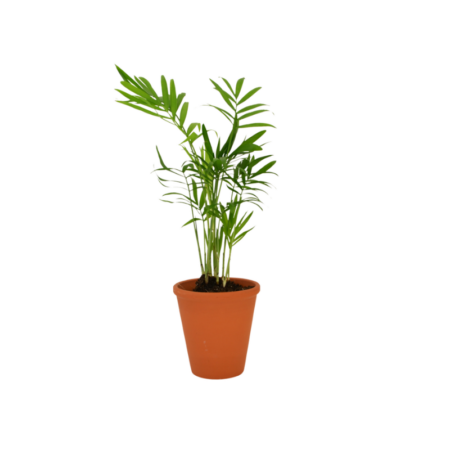 Plante Dépolluante en Pot Terre Cuite avec carte personnalisée incluse