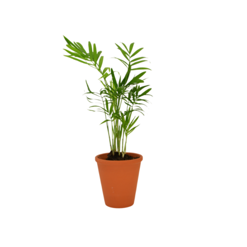 Plante Dépolluante en Pot Terre Cuite avec carte personnalisée incluse