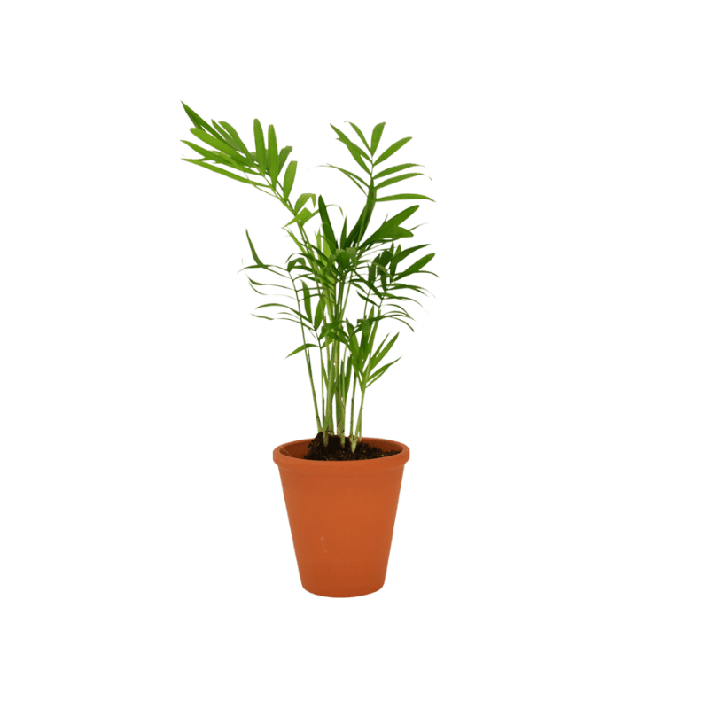 Plante dépolluante 3