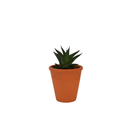 Plante Dépolluante en Pot Terre Cuite avec carte personnalisée incluse – vue 2