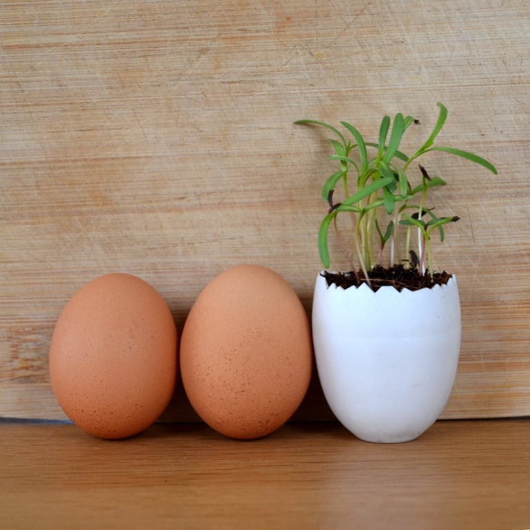 2 vrais œufs un œuf en pot