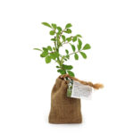 Pochon en toile contenant un petit plant d’arbre