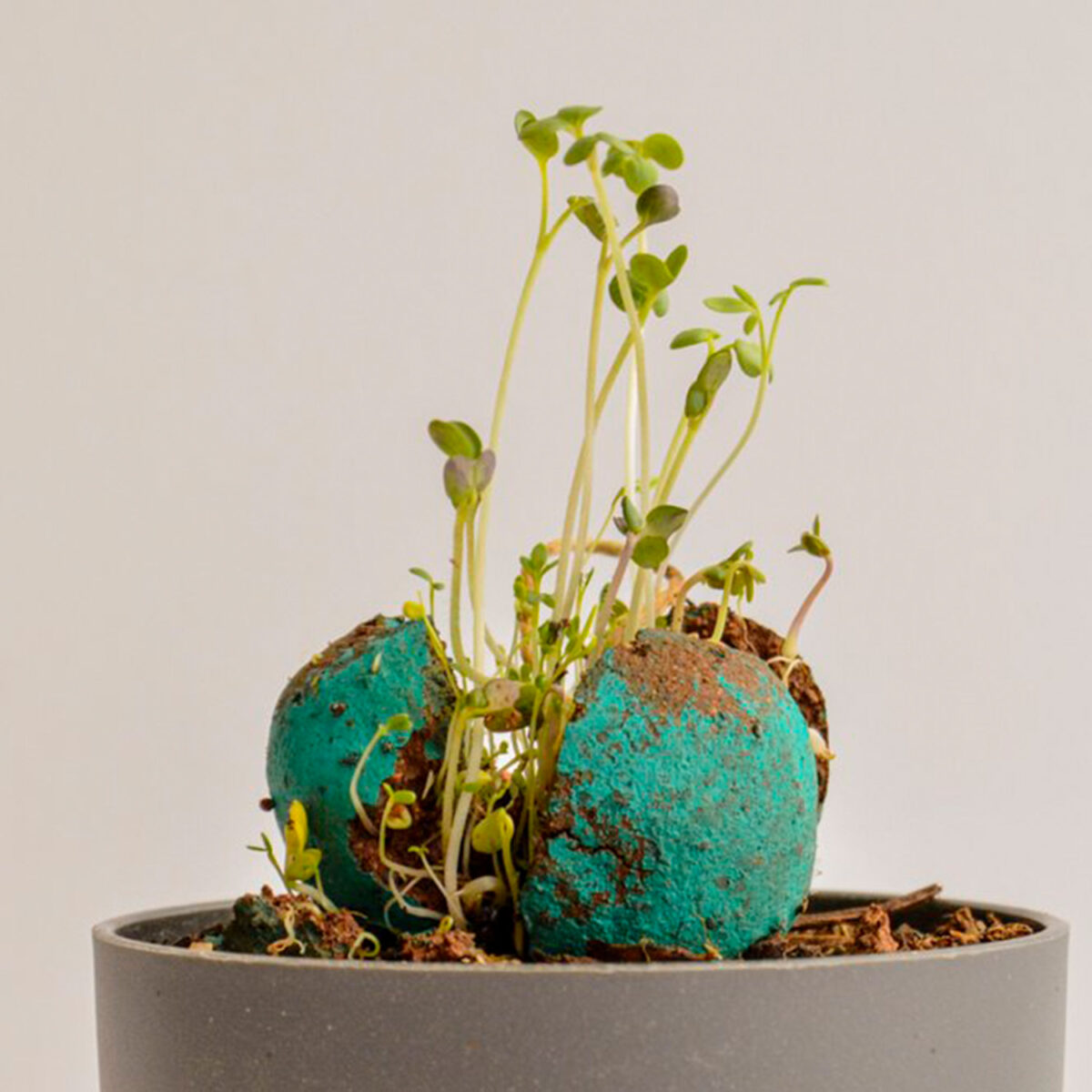 <span id="p17">Cette fiole de 7 bombes à graines est le <strong><span id="19">goodies</span> parfait</strong> pour initier vos collaborateurs au jardinage.</span><span id="p22"> Nos bombes à graine sont disponibles <strong>en différentes couleurs et différentes variétés,</strong> vous trouverez forcément votre bonheur.</span>