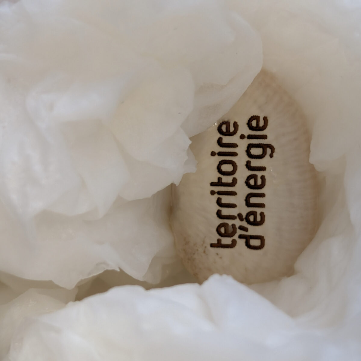 fève à planter La <strong>fève à planter</strong> personnalisable est un cadeau écologique et original qui allie nature et personnalisation. Fabriquée à partir d’<strong>algues et de fèves</strong>, elle permet de faire pousser une plante après utilisation. Personnalisation par <strong>gravure laser</strong> directement sur la fève (<strong>18 x 21 mm</strong>) et <strong>impression numérique sur l’emballage</strong> (<strong>70 x 90 mm</strong>). Dimensions du packaging : <strong>7 x 9 cm</strong>, poids <strong>50 g</strong>. Un support de communication écoresponsable fabriqué en <strong>Europe</strong>.