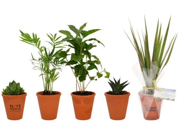 5 plantes dépolluantes