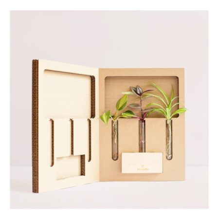 Propagateur - Kit de bouturage – vue 2