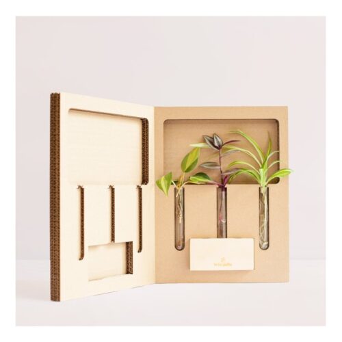 Propagateur - Kit de bouturage – vue 2