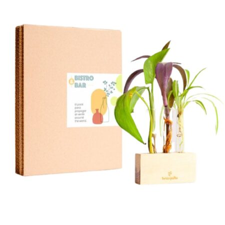 Propagateur - Kit de bouturage