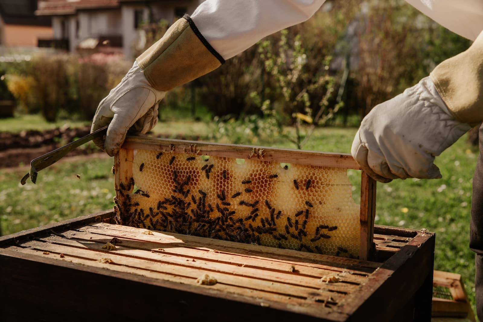 apiculteur du miel d'acacia