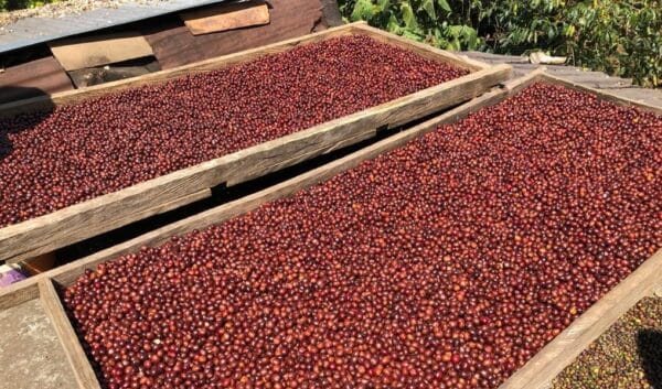 récolte de café artisanal