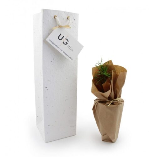 Plant d'arbre résineux à planter - avec carte personnalisée
