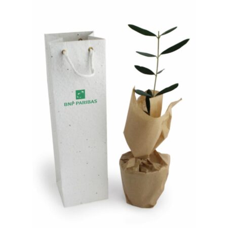 Plant d'arbre résineux à planter - avec carte personnalisée – vue 2