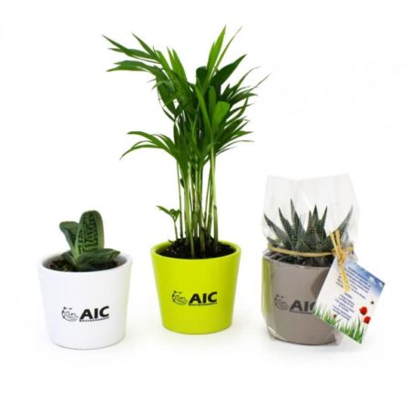 Mini Plante en pote céramique avec carte personnalisée incluse