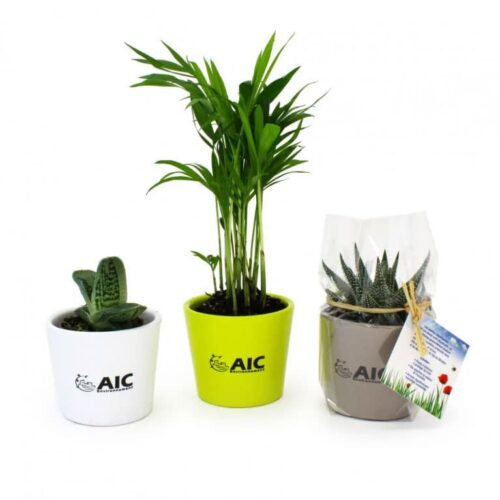 Mini Plante en pote céramique avec carte personnalisée incluse