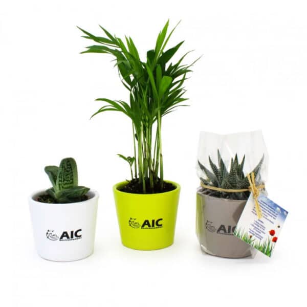 Mini Plante en pot céramique