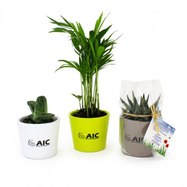 Mini plante en pot céramique personnalisable bureau éco-responsable