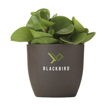 Pot de fleurs compostable personnalisable en marc de café – vue 2
