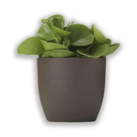 Pot de fleurs compostable personnalisable en marc de café