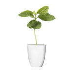 caféier d'Arabie en pot personnalisable, fabriqué en bois et herbe d'éléphant
