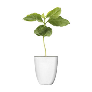 caféier d'Arabie en pot personnalisable, fabriqué en bois et herbe d'éléphant