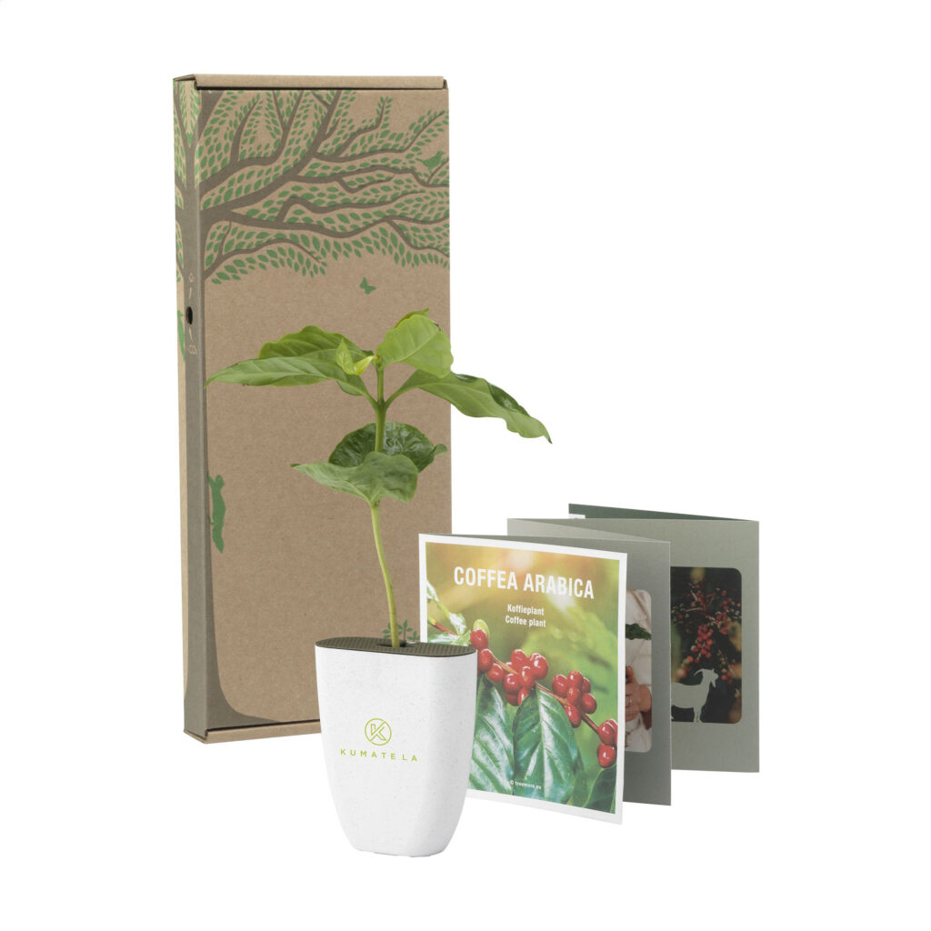 caféier d'Arabie en pot personnalisable, fabriqué en bois et herbe d'éléphant