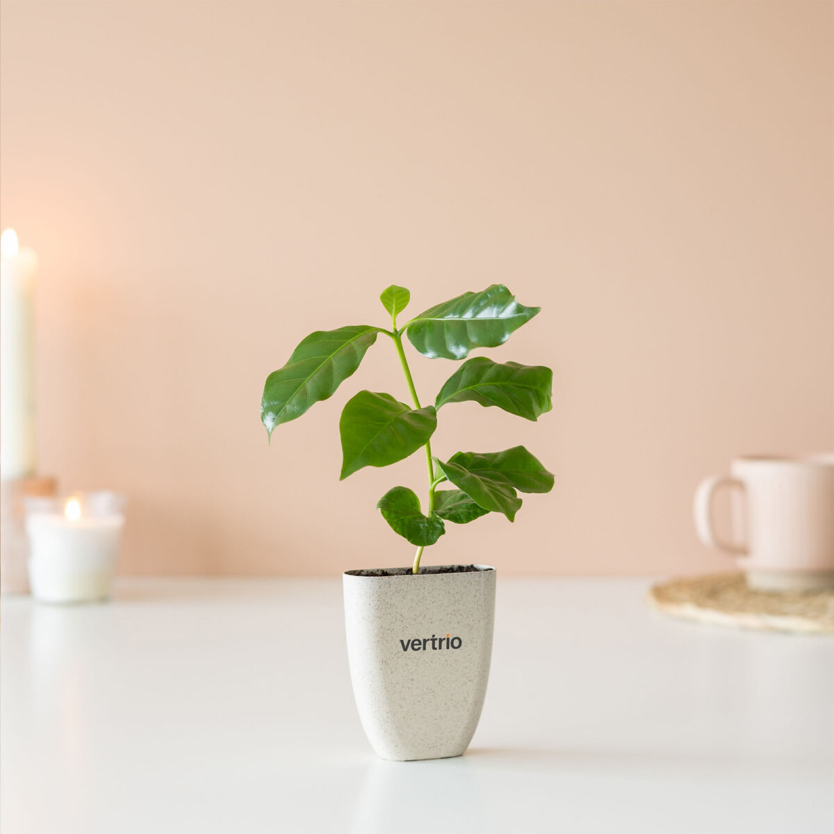 caféier d'Arabie en pot personnalisable, fabriqué en bois et herbe d'éléphant