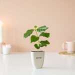 caféier d'Arabie en pot personnalisable, fabriqué en bois et herbe d'éléphant
