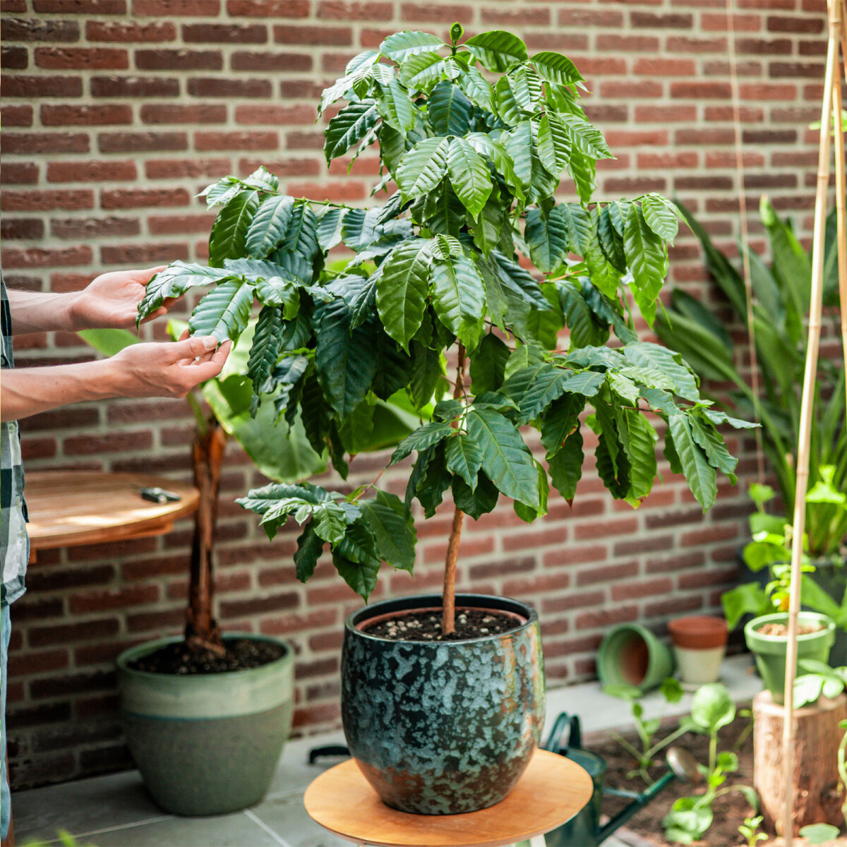 caféier d'Arabie en pot personnalisable, fabriqué en bois et herbe d'éléphant