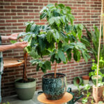 caféier d'Arabie en pot personnalisable, fabriqué en bois et herbe d'éléphant