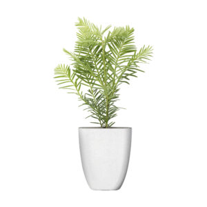 Séquoia Géant avec un pot écoresponsable