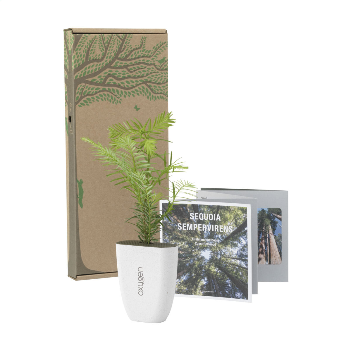 Séquoia Géant avec un pot écoresponsable