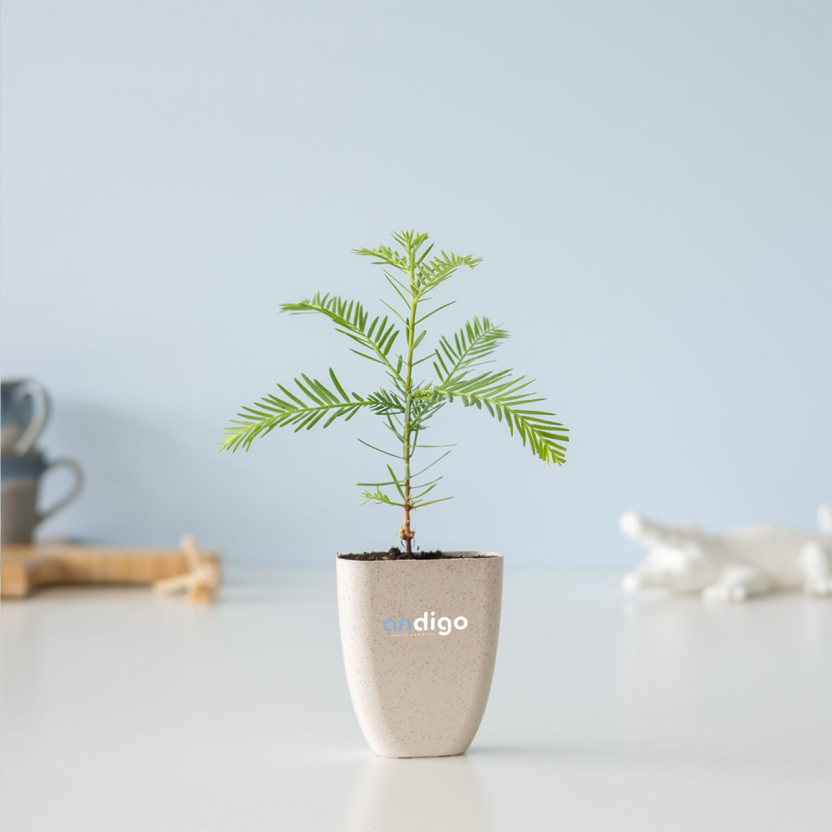 Séquoia Géant avec un pot écoresponsable