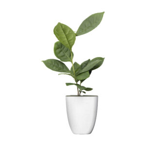 GK20939 - Théier avec pot en bio-plastique