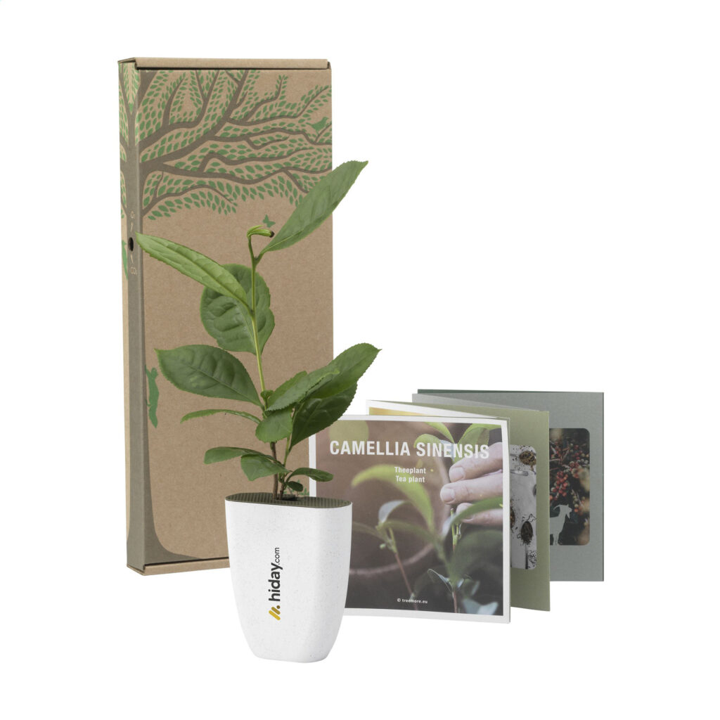 GK20939 - Théier avec pot en bio-plastique